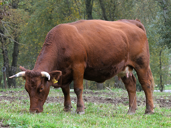 Kuh der Rasse Rotes H&ouml;henvieh